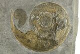 Fossil Ammonite (Hildoceras) Plate - Posidonia Shale, Germany #262698-1